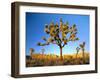 Joshua Tree (Yucca Brevifolia) at Sunset, Mojave Desert, Joshua Tree National Park, California, Usa-Scott T^ Smith-Framed Photographic Print