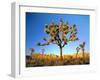 Joshua Tree (Yucca Brevifolia) at Sunset, Mojave Desert, Joshua Tree National Park, California, Usa-Scott T^ Smith-Framed Photographic Print