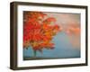 Mist and Forest in Autumn Color, Davis, West Virginia, Usa-Jay O'brien-Framed Photographic Print