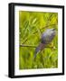 Green Heron, Florida, USA-Cathy & Gordon Illg-Framed Photographic Print