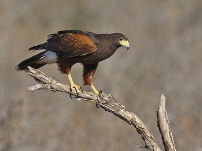 Photographic Print, , small