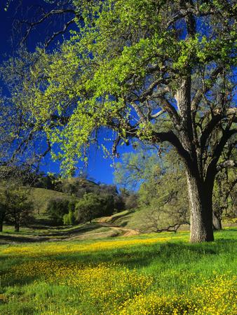 Premium Photographic Print, , small