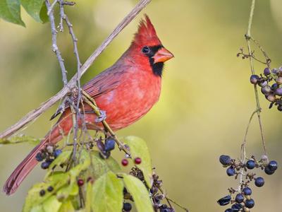 Photographic Print, , small