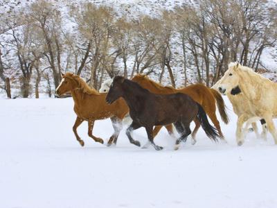 Premium Photographic Print, , small