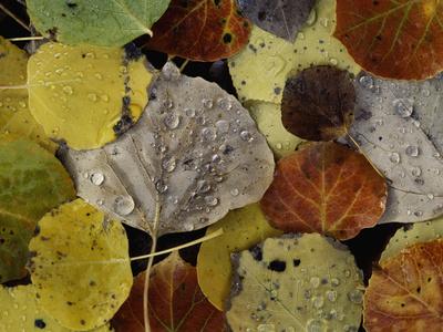 Photographic Print, , small