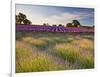 The Scent of Summer-Doug Chinnery-Framed Photographic Print