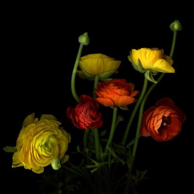 Photographic Print, , small