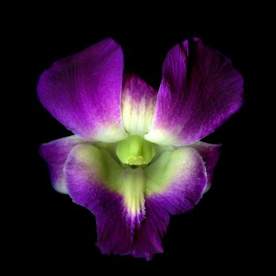 Photographic Print, , small