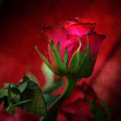 Photographic Print, , small