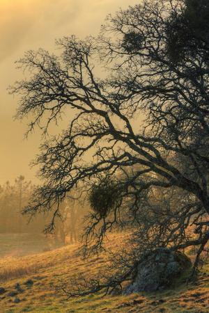 Premium Photographic Print, , small