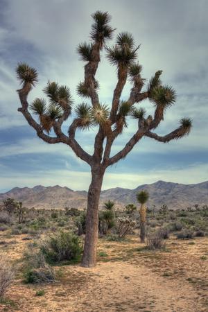 Premium Photographic Print, , small