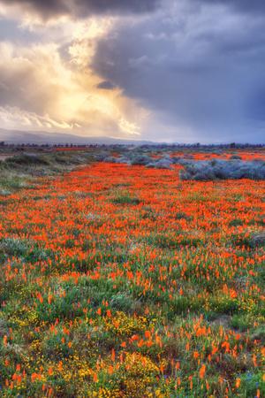 Premium Photographic Print, , small