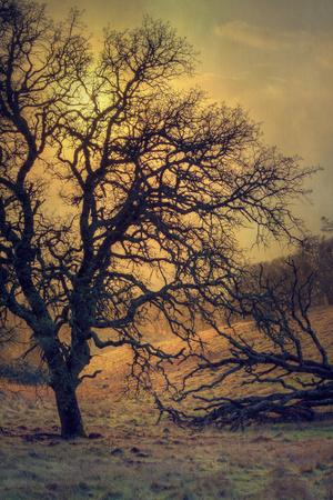 Premium Photographic Print, , small