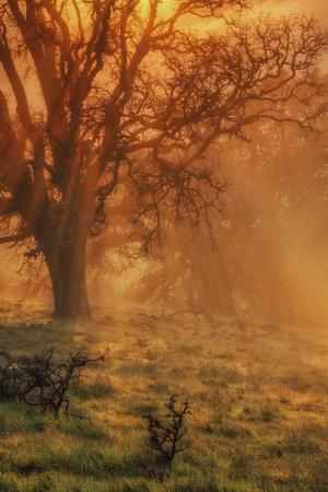 Photographic Print, , small