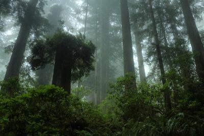 Photographic Print, , small