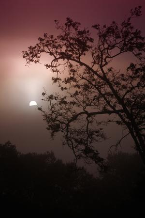 Photographic Print, , small