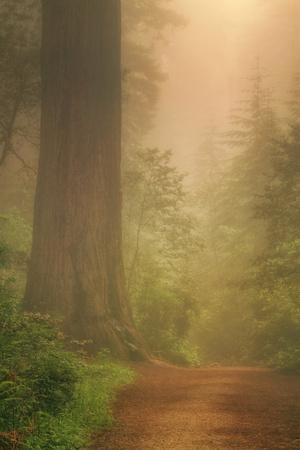 Photographic Print, , small