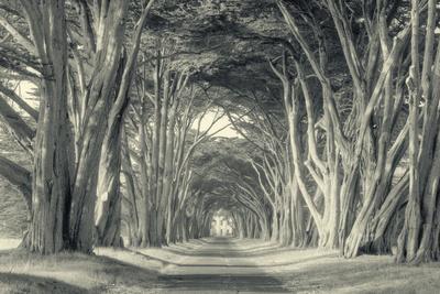 Photographic Print, , small