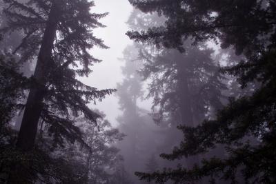 Premium Photographic Print, , small