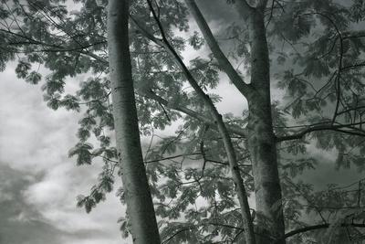 Photographic Print, , small