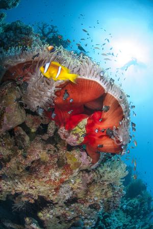 Photographic Print, , small