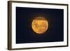 Full Supermoon, Lunar Perigee (Moons Closest Point to the Earth), New Zealand-David Wall-Framed Photographic Print