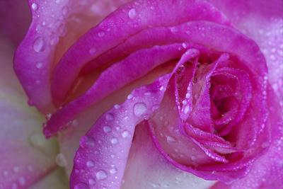 Photographic Print, , small