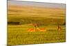 Whitetail Deer Wildlife in Wheat Field Near Glasgow, Montana, USA-Chuck Haney-Mounted Photographic Print