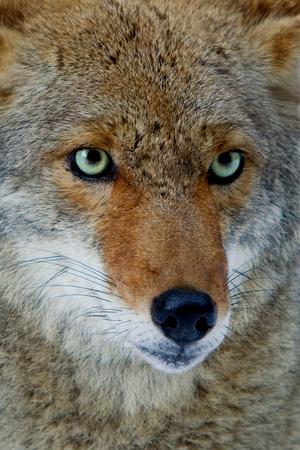 Photographic Print, , small