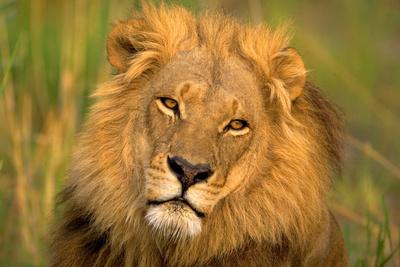 Photographic Print, , small