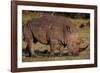 White Rhino-Howard Ruby-Framed Photographic Print