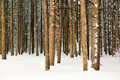 Photographic Print, , small