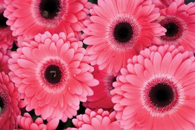 Premium Photographic Print, , small
