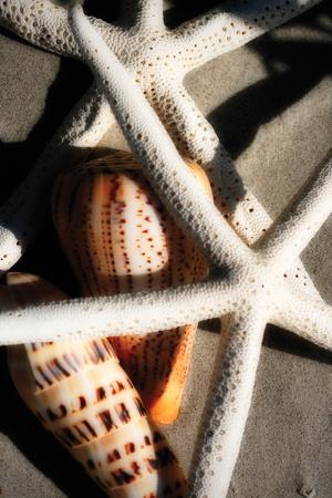 Premium Photographic Print, , small