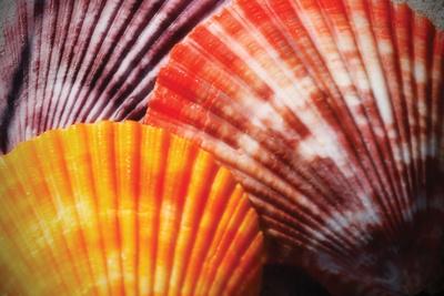 Premium Photographic Print, , small