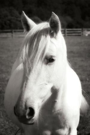 Premium Photographic Print, , small
