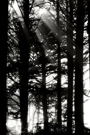Premium Photographic Print, , small