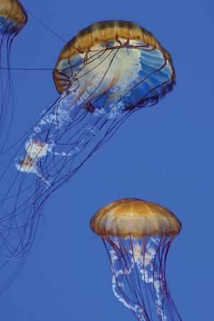 Premium Photographic Print, , small