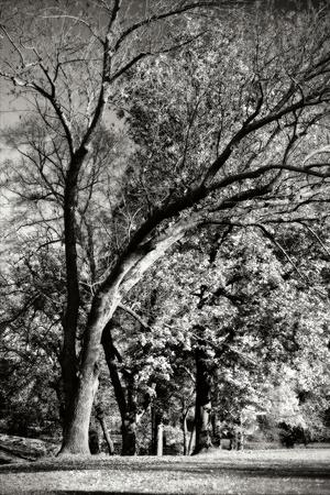 Premium Photographic Print, , small