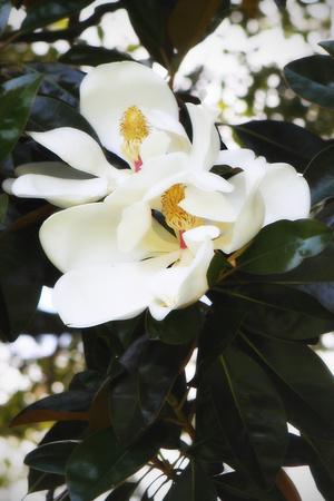 Premium Photographic Print, , small
