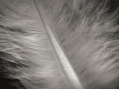 Premium Photographic Print, , small