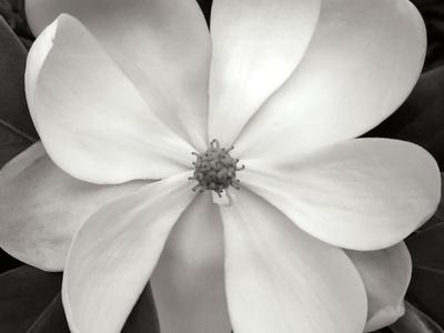 Premium Photographic Print, , small