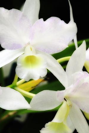 Premium Photographic Print, , small