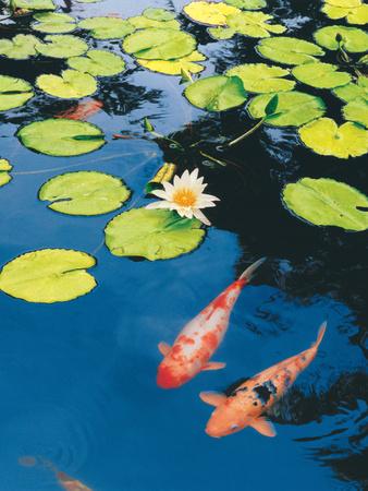 Premium Photographic Print, , small