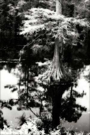 Premium Photographic Print, , small