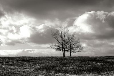 Premium Photographic Print, , small