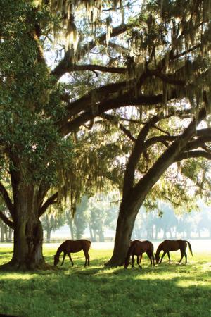 Premium Photographic Print, , small
