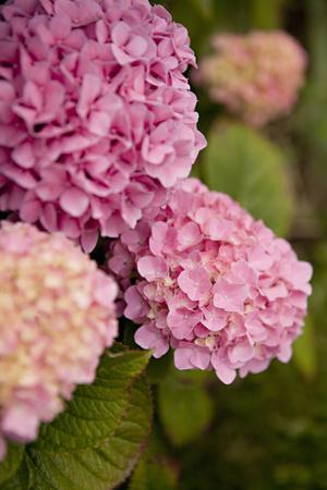 Premium Photographic Print, , small