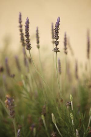 Premium Photographic Print, , small