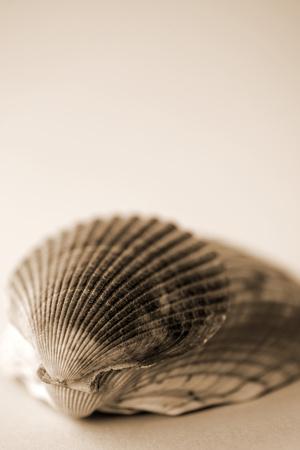 Premium Photographic Print, , small